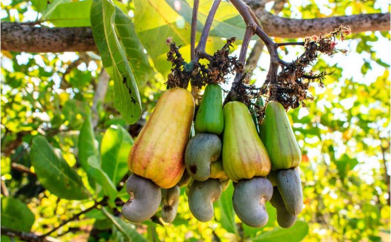 cashew