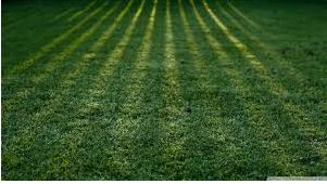 grass