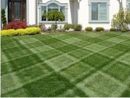 lawn