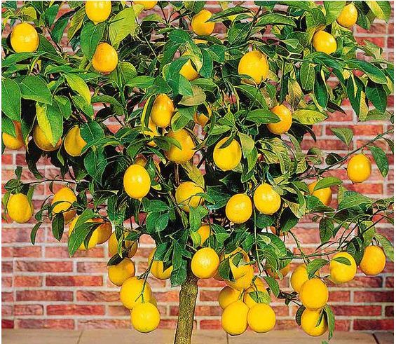 lemon
