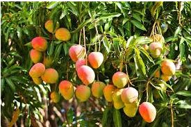 mangos