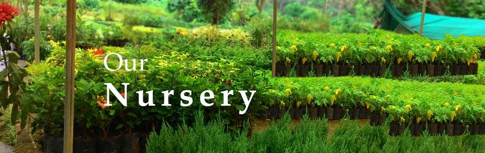 Our nursery
