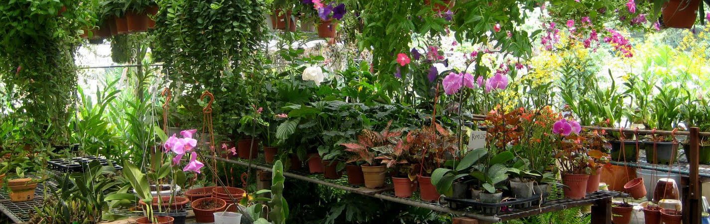 Plants