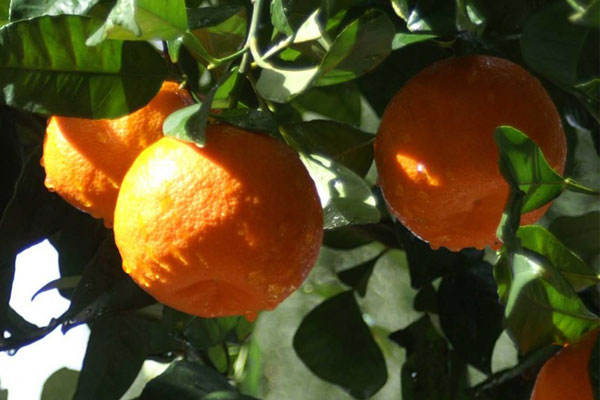 orange