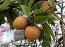 sapota